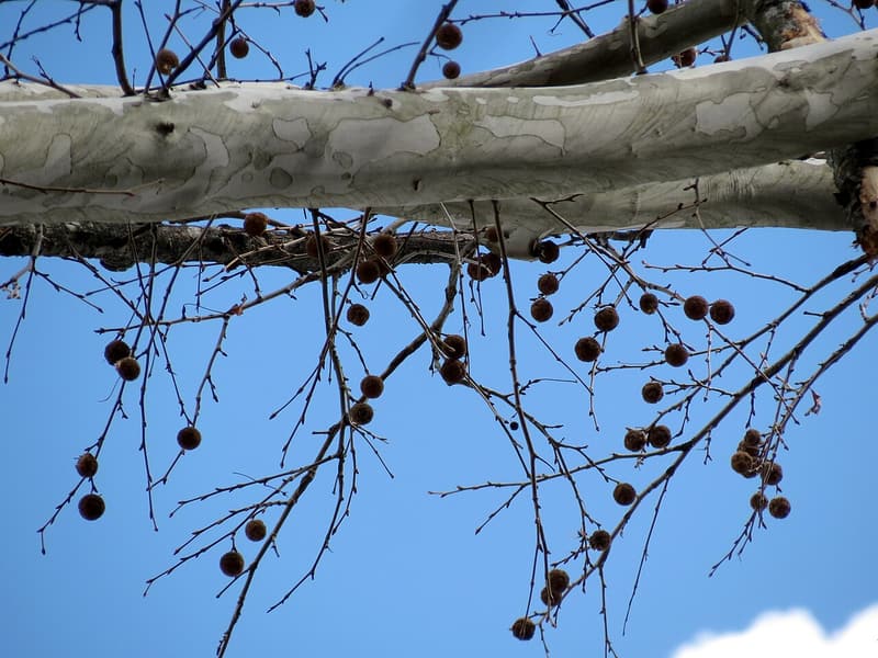 American sycamore limb with mottled white bark and round brown seed balls hanging from bare twigs against blue sky