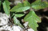 A leaf of Atlantic poison oak: three green leaflets with rounded lobes like an oak leaf, over pale ground