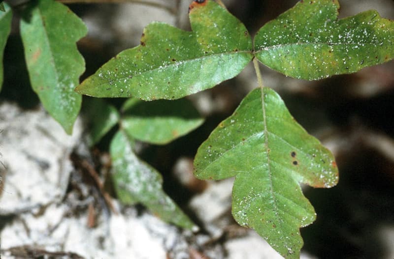 A leaf of Atlantic poison oak: three green leaflets with rounded lobes like an oak leaf, over pale ground