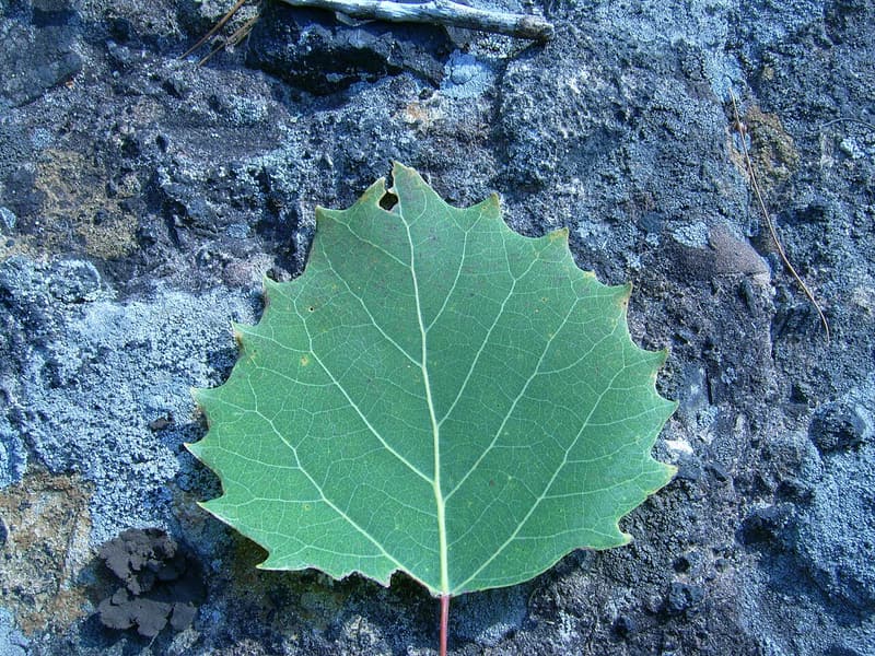 A single bigtooth aspen leaf with large, blunt teeth along its edge, lying on gray lichen-covered rock