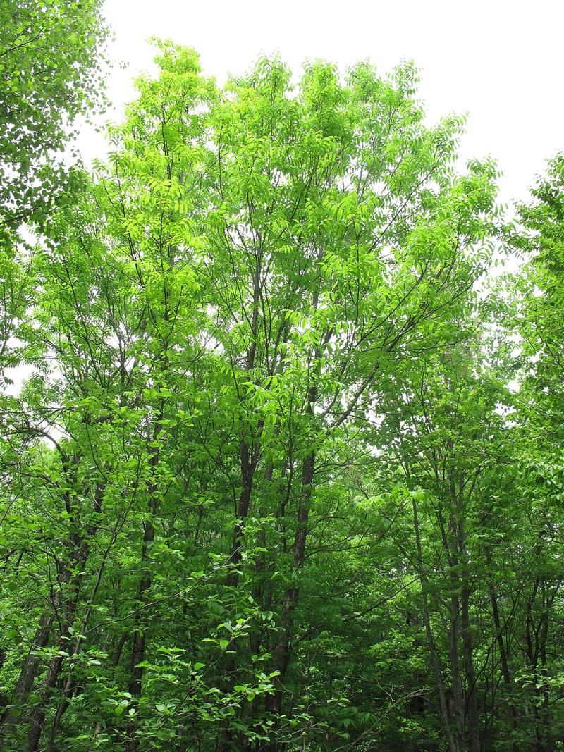 Tall, slender black ash trees in full summer leaf, their leafy crowns rising into a pale sky