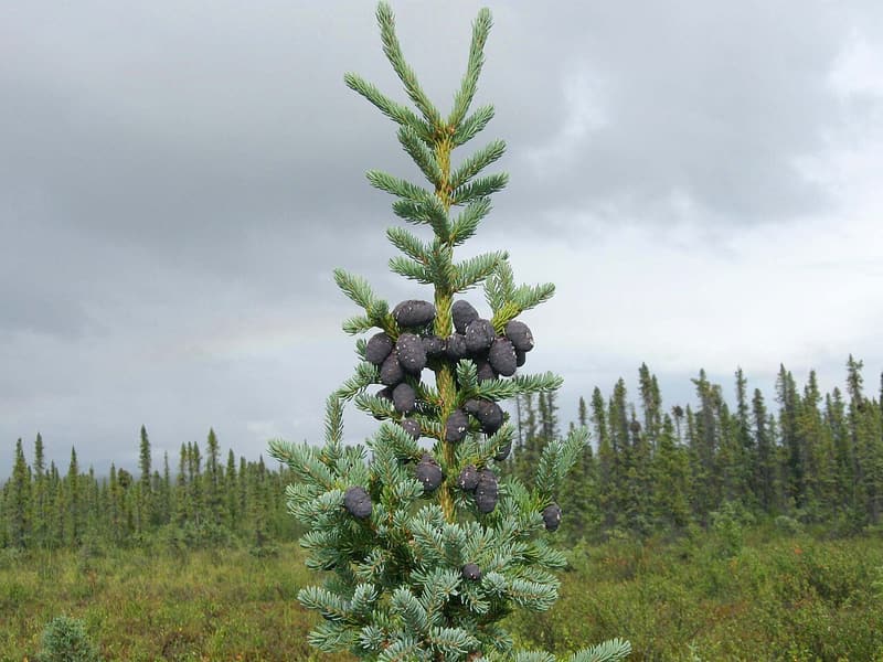 Young black spruce topped with a cluster of dark purple cones, standing before a bog forest of narrow spruces