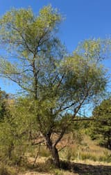 Black willow with a dark, furrowed trunk forking into crooked stems under an airy crown of narrow leaves, blue sky above