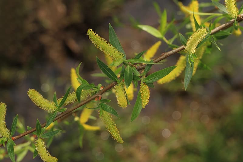 Black willow twig with long yellow catkins among narrow, pointed new leaves