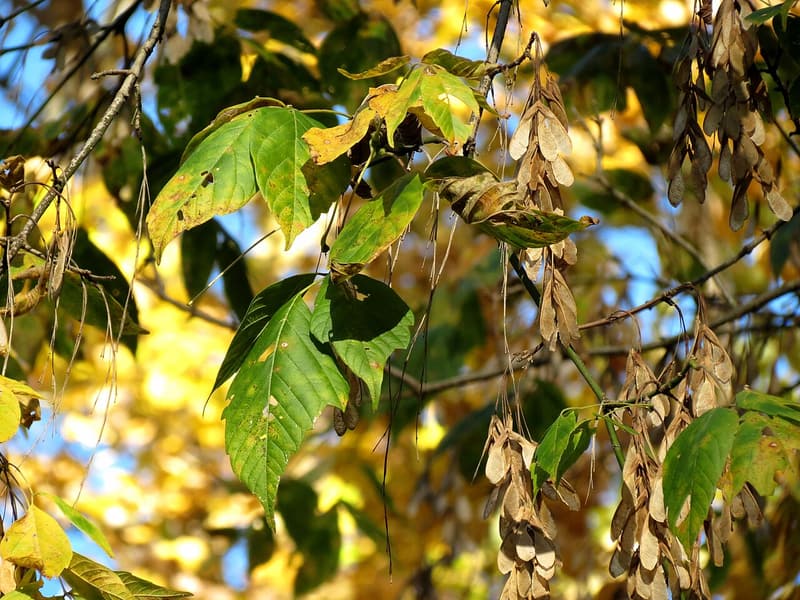 Boxelder branch with three-part leaves and hanging clusters of dry, papery samaras in autumn light