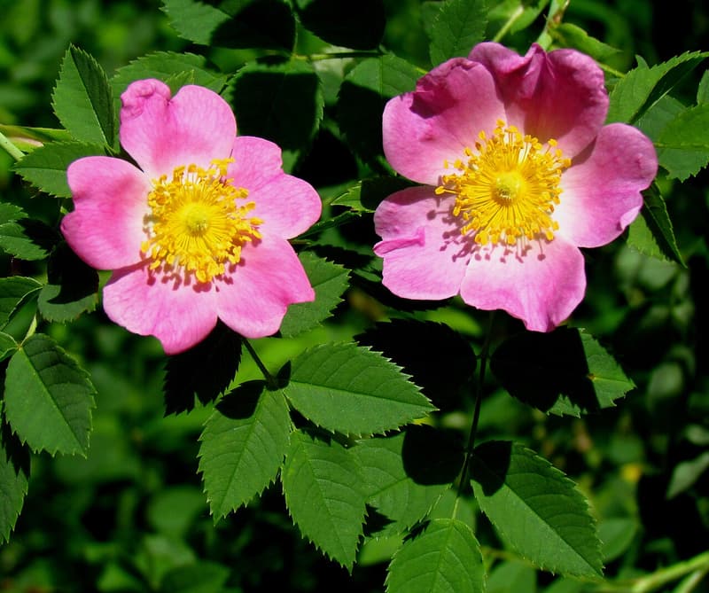 Two pink Carolina rose flowers with bright yellow stamens among sharply toothed green leaflets