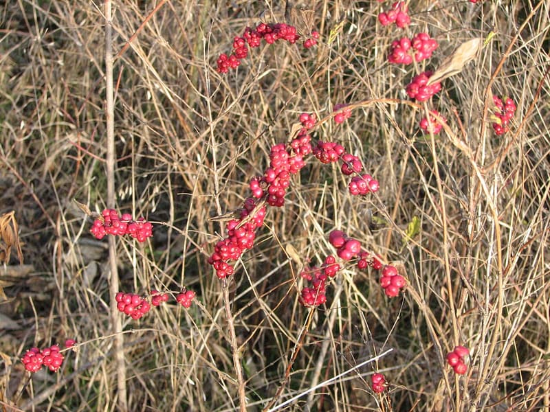 Arching coralberry stems hung with clusters of small coral-red berries among dry tan prairie grass