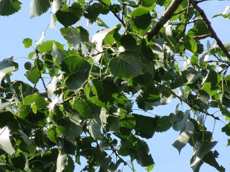 Triangular, coarsely toothed eastern cottonwood leaves on long stalks against a clear blue sky