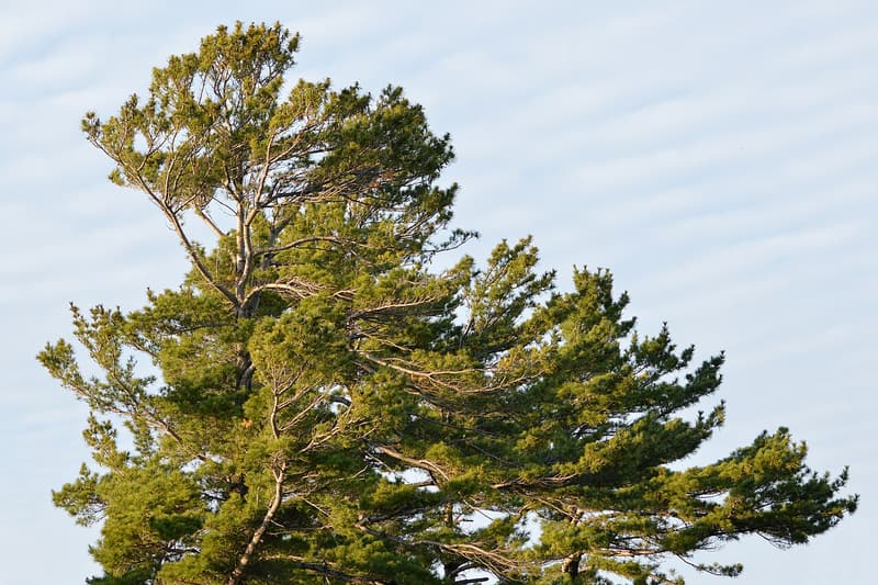 Layered, wind-swept crown of an old eastern white pine with long branches reaching out against a pale sky