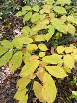 Green ash leaves turned yellow in fall, each with seven smooth-edged leaflets in opposite pairs along the stalk