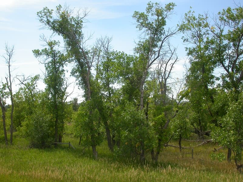 A group of green ash trees with rounded, leafy crowns standing in tall grass under a blue sky