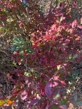 Highbush blueberry shrub in fall, dense crimson leaves with green centers on many slender stems
