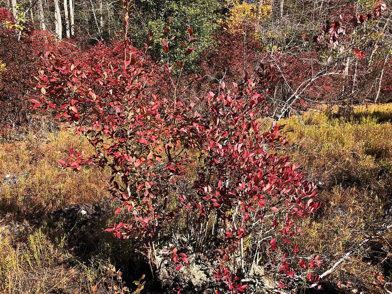 A highbush blueberry shrub with deep red fall leaves in a sunny, grassy swamp opening