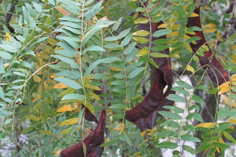 Feathery honeylocust leaves turning yellow, with long, twisted dark red-brown seed pods hanging among them