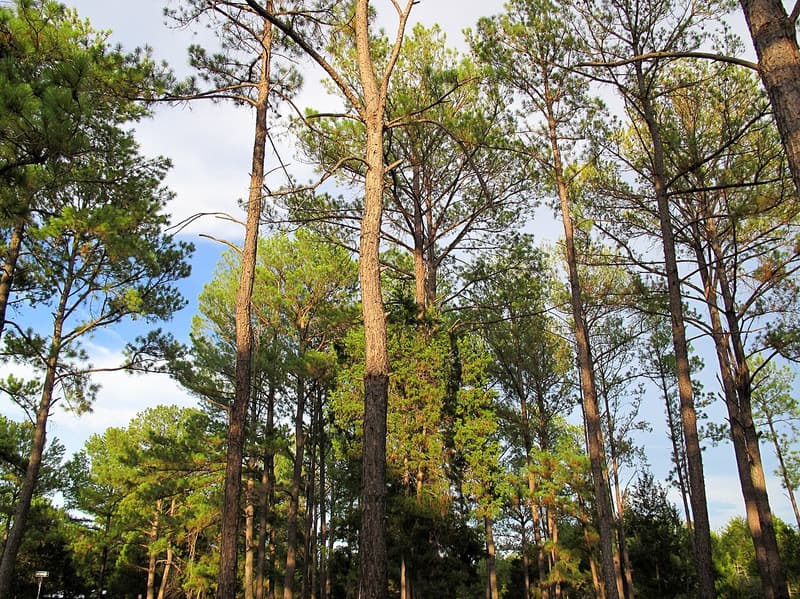 A stand of tall, straight loblolly pines with open crowns of long needles against a cloudy blue sky