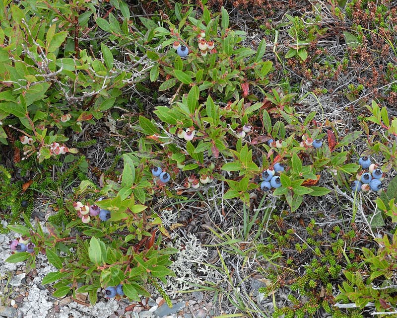 Lowbush blueberry plants with ripe blue and pale pink berries spreading over gray lichen and stones