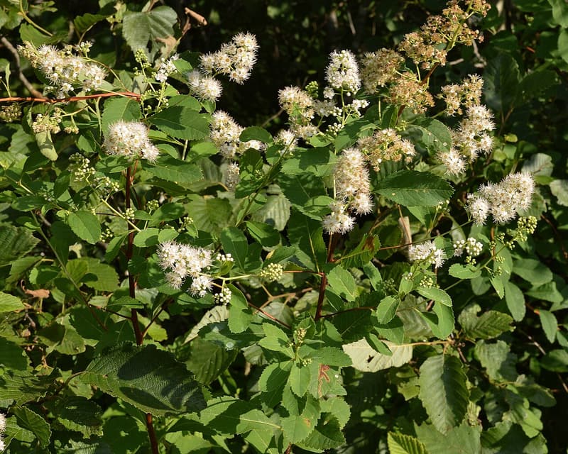 Fluffy white meadowsweet flower clusters among toothed green leaves on reddish stems