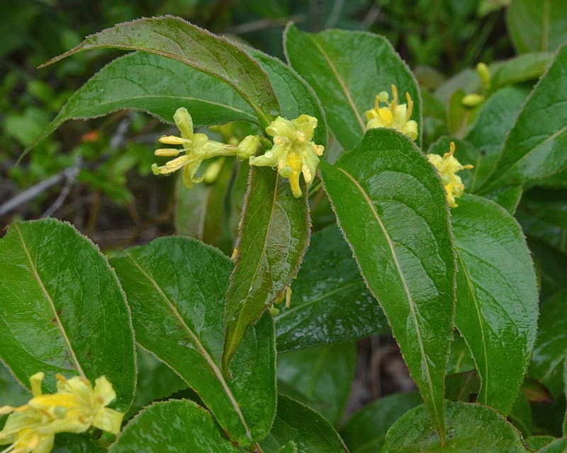 Pale yellow tubular northern bush honeysuckle flowers among glossy, pointed green leaves