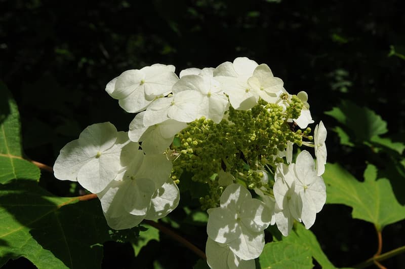 An oakleaf hydrangea flower cluster of broad white sterile flowers around green buds, beside lobed leaves