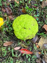 Wrinkled, bumpy yellow-green Osage-orange fruit lying where it fell among grass and fallen leaves