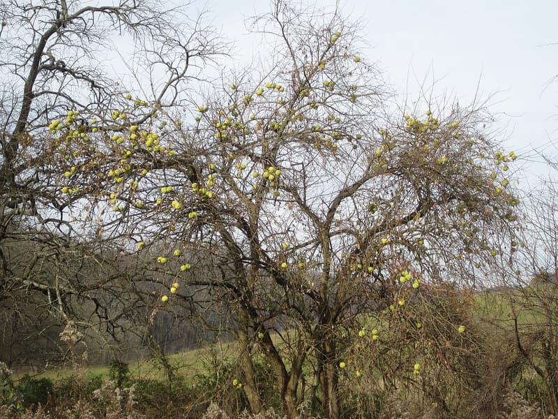 A leafless Osage-orange tree in a field, its branches hung with many round yellow-green fruits