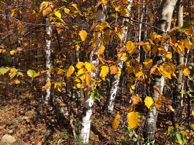 White papery paper birch trunks among yellow and orange autumn leaves in a sunlit wood