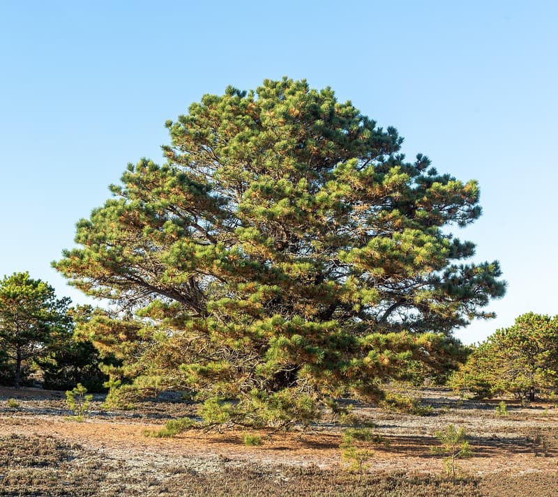 A broad, irregular pitch pine with a dense crown standing alone on a sandy heath under a blue sky