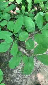 Poison ivy leaves of three untoothed leaflets, the middle one on a longer stalk, spreading over a rock