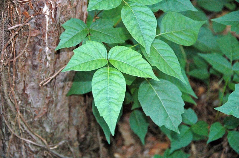 Poison ivy growing up a rough trunk, its leaves each made of three pointed leaflets
