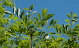 Poison sumac branches with long leaves of paired, smooth-edged, pointed leaflets against a blue summer sky
