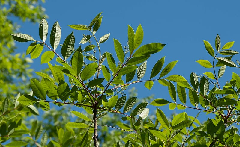 Poison sumac branches with long leaves of paired, smooth-edged, pointed leaflets against a blue summer sky