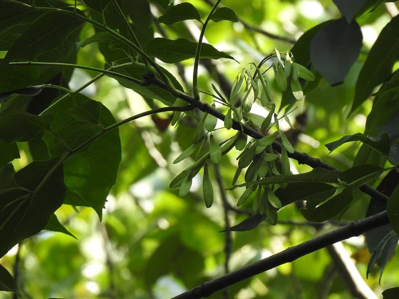 Pumpkin ash compound leaves with hanging clusters of green, immature samaras