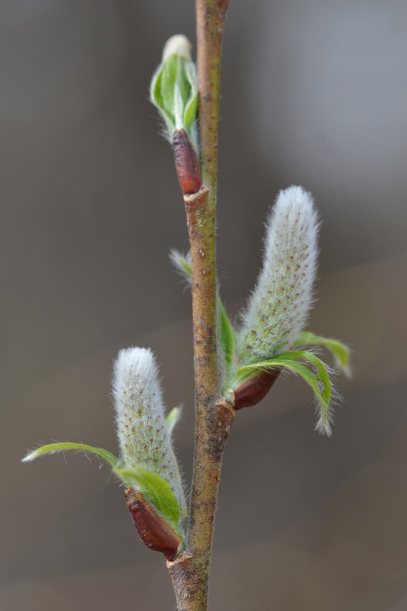 A pussy willow twig with two fuzzy silver-white catkins and small new leaves above reddish bud scales