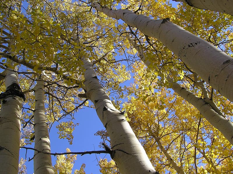 Quaking aspen trunks, smooth and white, rising into bright golden fall leaves under a blue sky