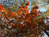 Red maple leaves backlit in scarlet and orange, three-lobed with toothed edges, seen from below against the sky