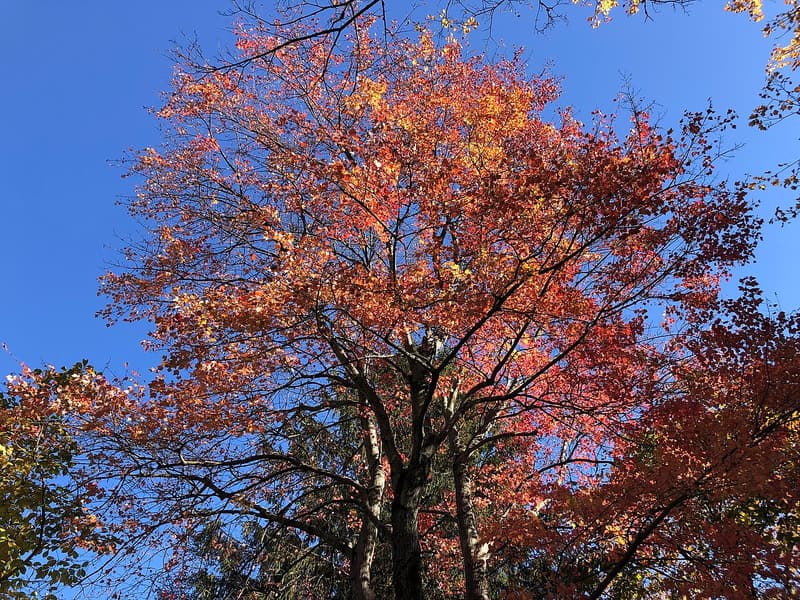 A red maple crown in brilliant orange and scarlet fall color seen from below against a blue sky