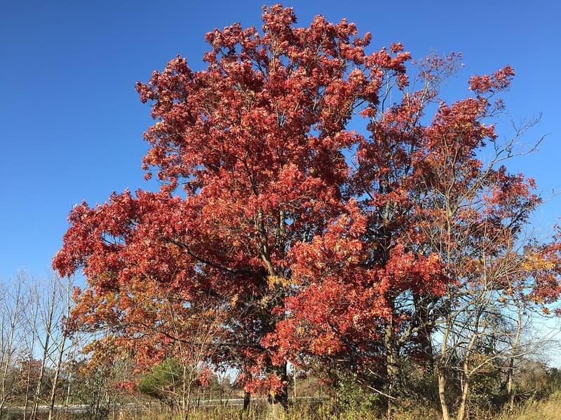 A scarlet oak with a broad crown of bright red fall leaves at the edge of a roadside thicket under a blue sky