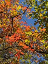 Scarlet oak leaves against a blue sky in fall, orange-red and yellow-green, their deeply cut lobes tipped with bristles