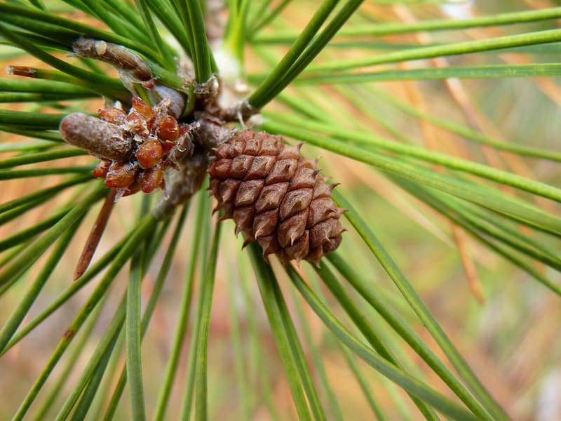 A small brown shortleaf pine cone beside a cluster of reddish buds among long, slender needles