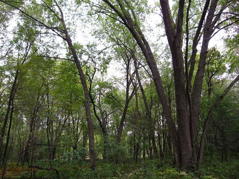 A floodplain forest of tall silver maples, a clump of leaning dark trunks at right under a light green canopy