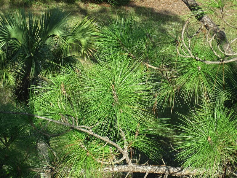 Long slash pine needles in bundles seen from above, with a saw palmetto frond at upper left