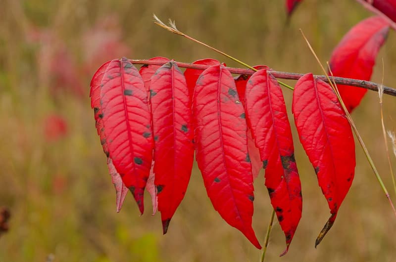 Bright scarlet smooth sumac leaflets, a few with dark spots, hanging from a stem over blurred prairie grass