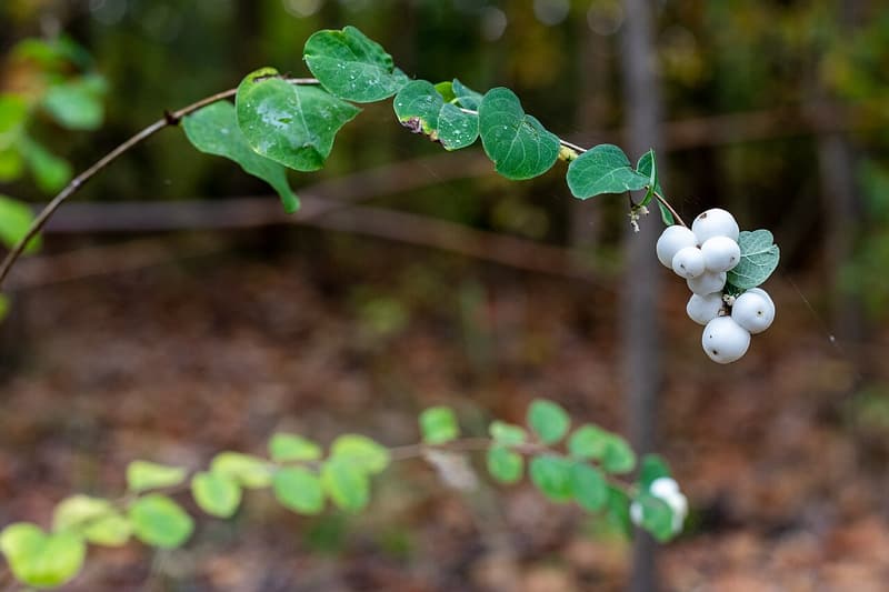 Arching snowberry stem with small rounded leaves and a cluster of round, pure white berries