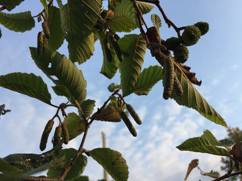 Heavily veined speckled alder leaves with hanging catkins and small green cones against the sky