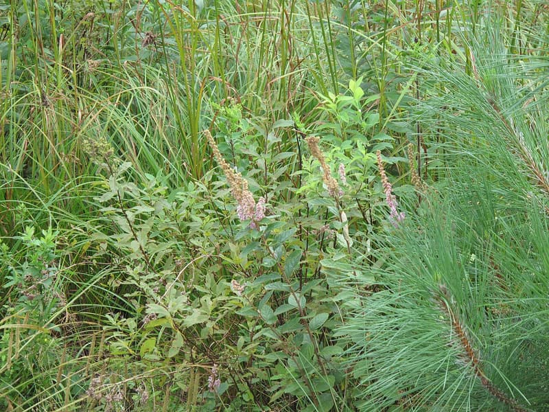 Steeplebush plants with upright spikes of faded pink flowers among tall grasses, a pine bough at right