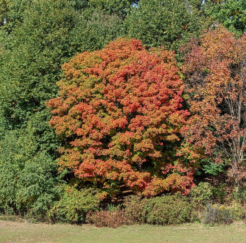 A whole sugar maple with a full, rounded crown of orange and red fall leaves in a park