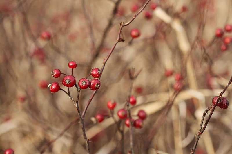 Round red swamp rose hips on bare reddish twigs against a blurred background of tan winter grasses