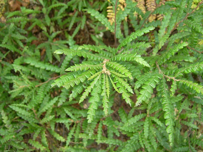 Sweetfern's narrow, deeply scalloped fernlike leaves radiating from a stem tip