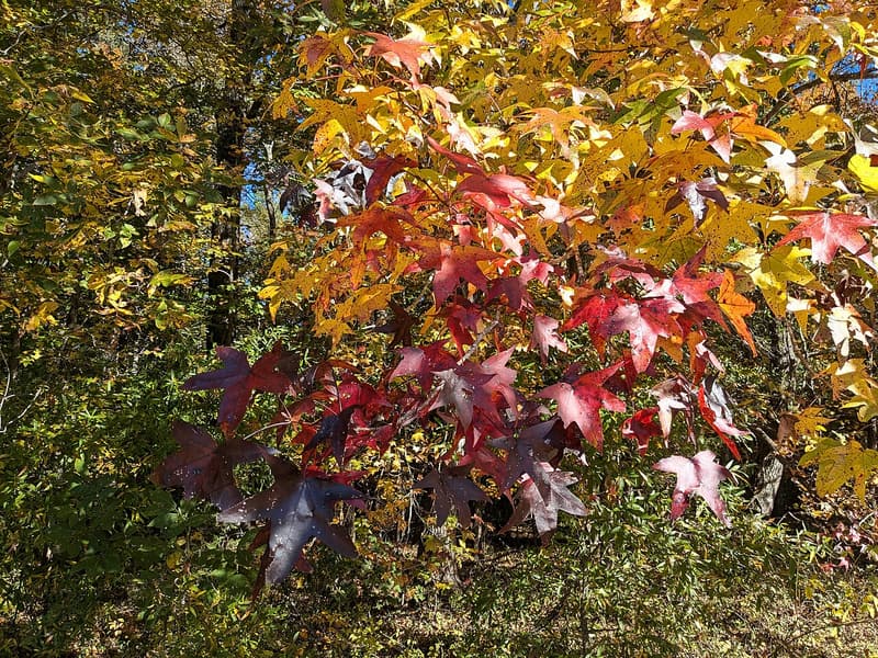 Star-shaped sweetgum leaves turning red, purple, orange and yellow on low branches at the edge of a sunlit forest