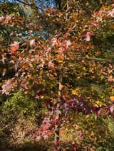Young sweetgum on a lawn in fall, its star-shaped leaves turning pink, red, orange and purple on one tree